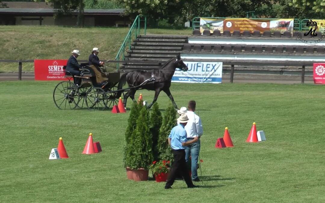 Több küldetése volt a Nemzeti Fogathajtó Versenynek