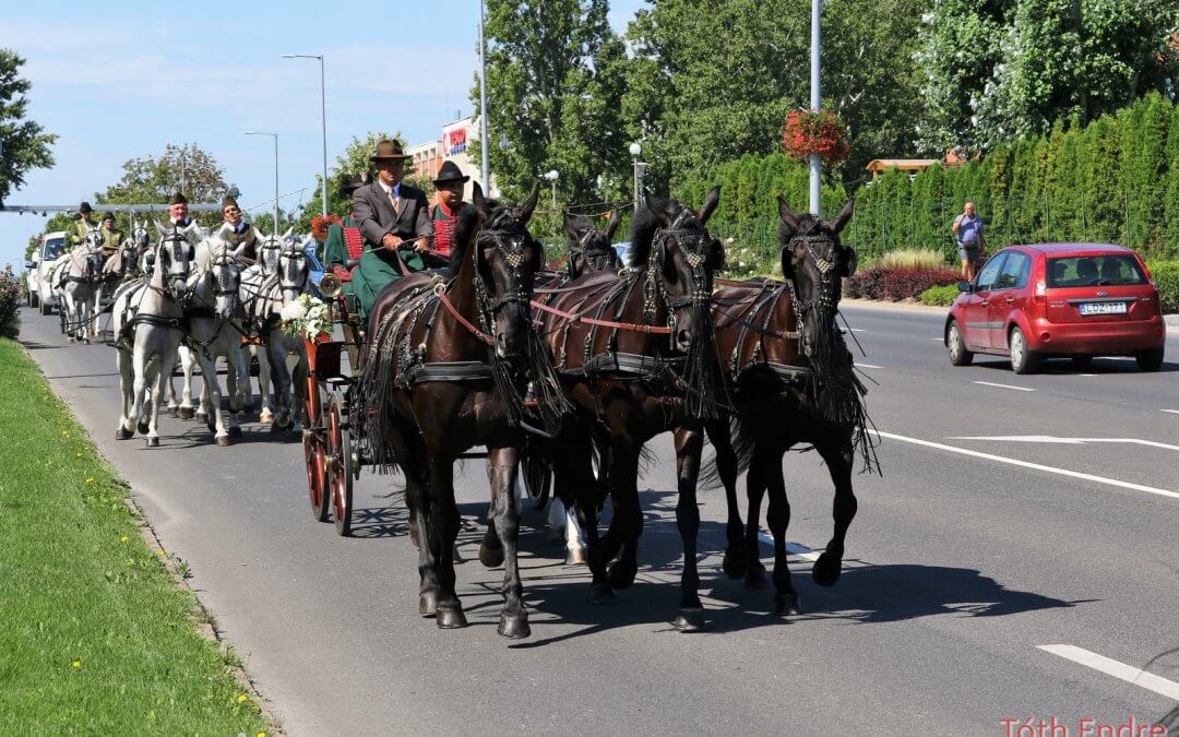 Mezőhegyesi nóniusz ötösfogat az Anna-bálon