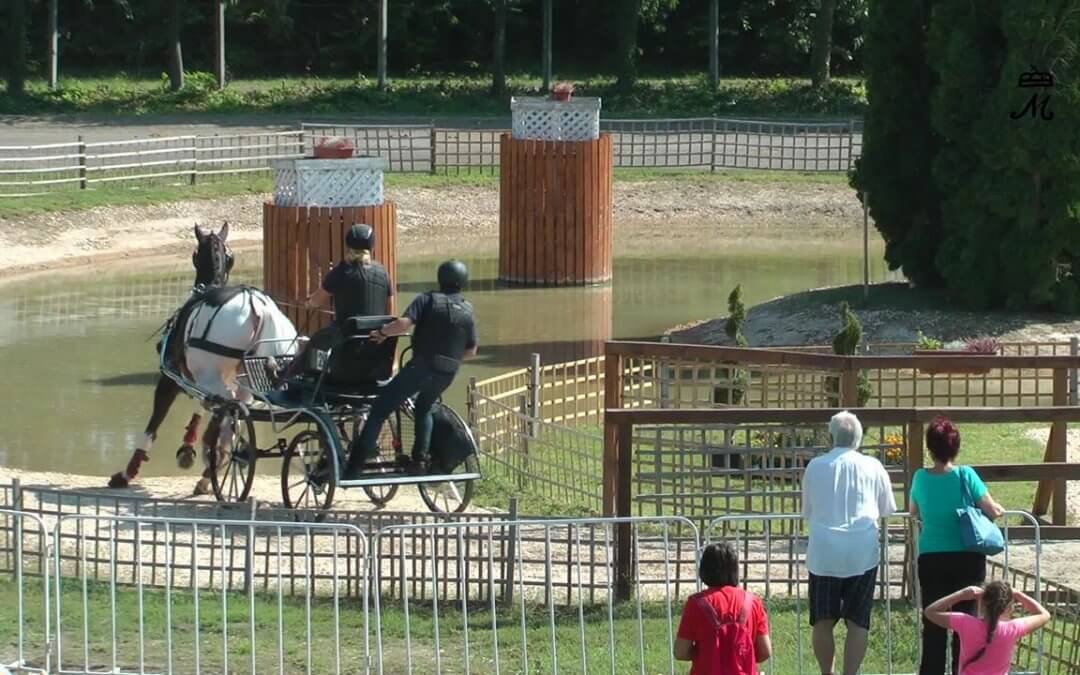 Tischer: excellent show ground – positive experience about Hungarian horses