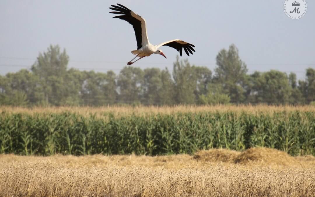 Az országos átlagot meghaladó mennyiségű termés őszi búzából