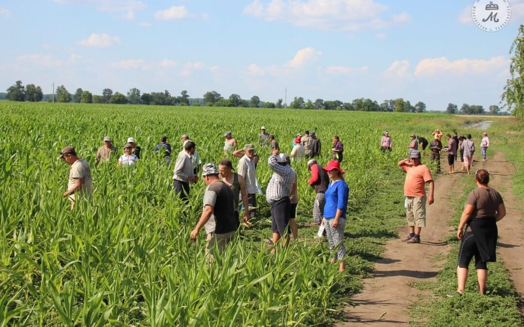 Címereztük a vetőmag-kukoricát