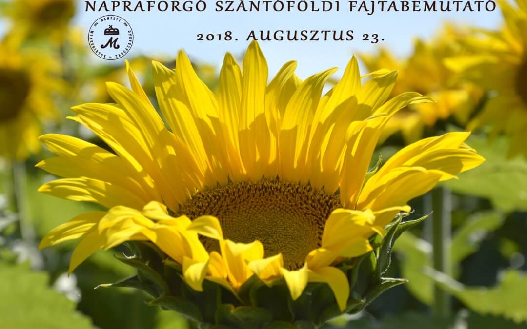 Napraforgó szántóföldi fajtabemutatót rendeztünk