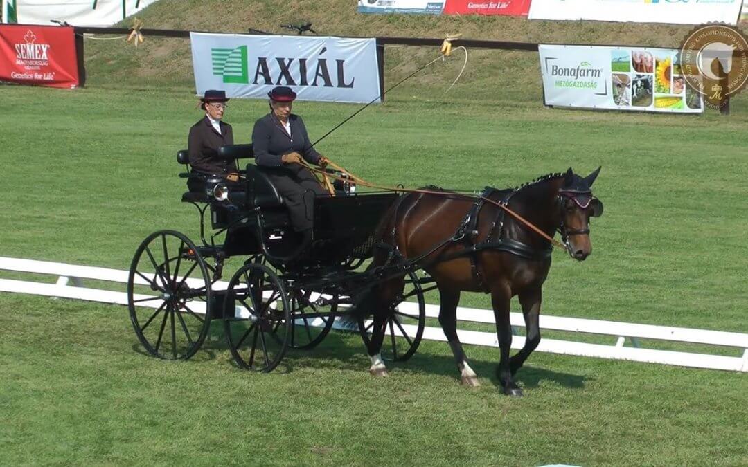 ADELE M war die beste Stute in der Kategorie der 5-jährigen