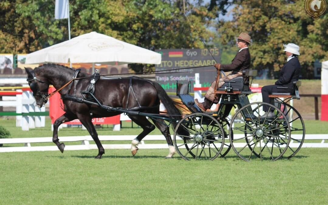 Six more horses in the final
