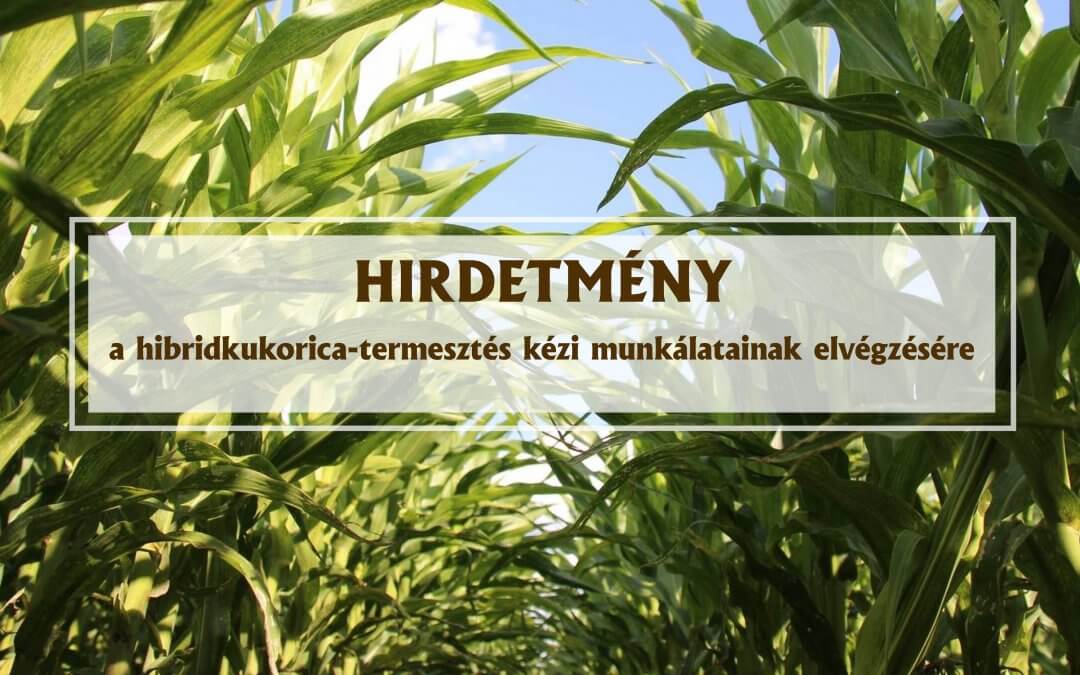 Hirdetmény