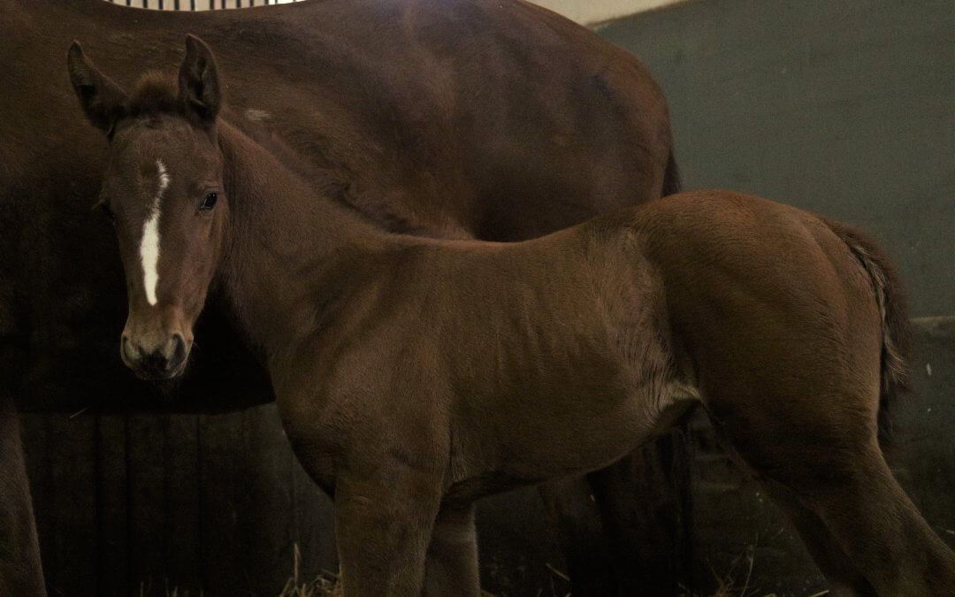 Megszülettek az első csikók