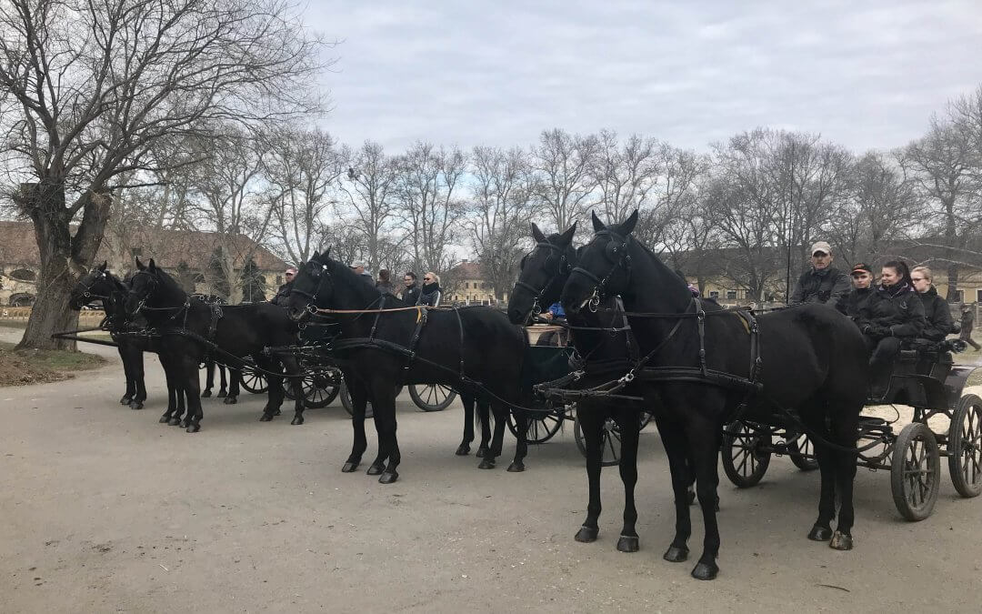 A Ménesbirtok iskolája nóniusz kettesfogatokkal készül az SzKTV-re