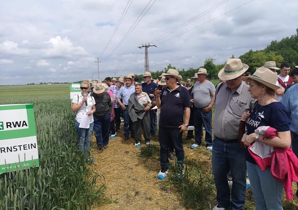 Őszi búza agrotechnikai, vetéstechnológiai és fajtabemutatót rendeztünk