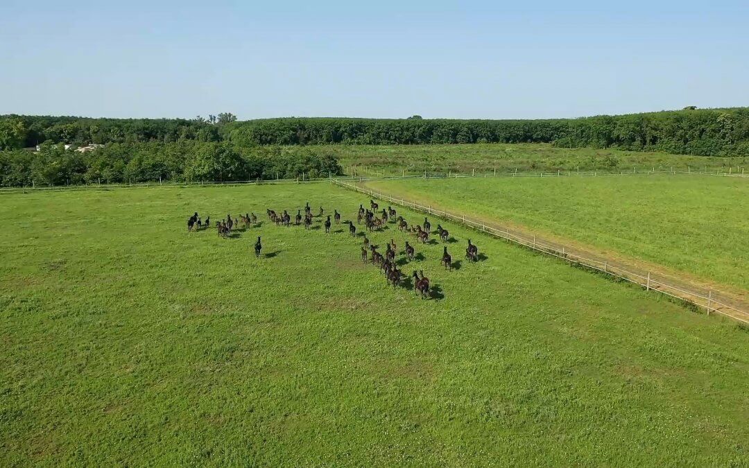 10 évente születik ilyen nonius csődör!