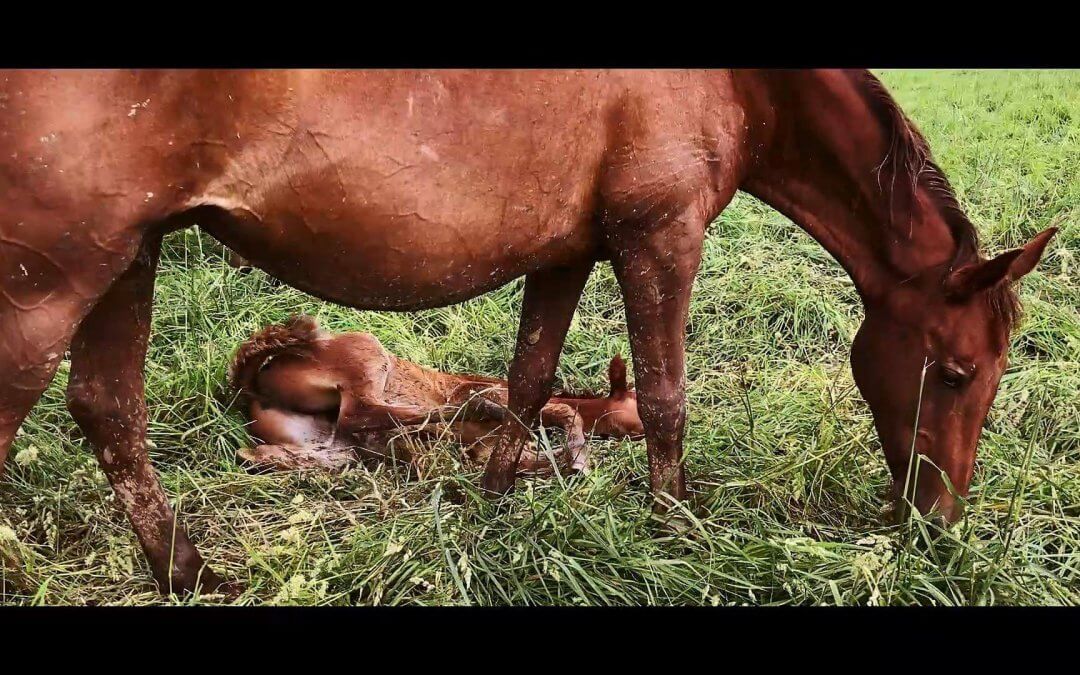 Ménesbirtok, 2019.06.08.