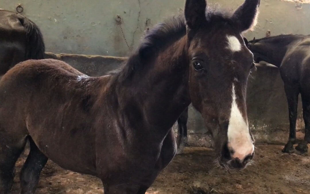 61 kiscsikó született