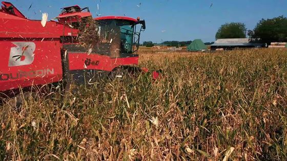 Hibridkukorica – A Ménesbirtok aranya