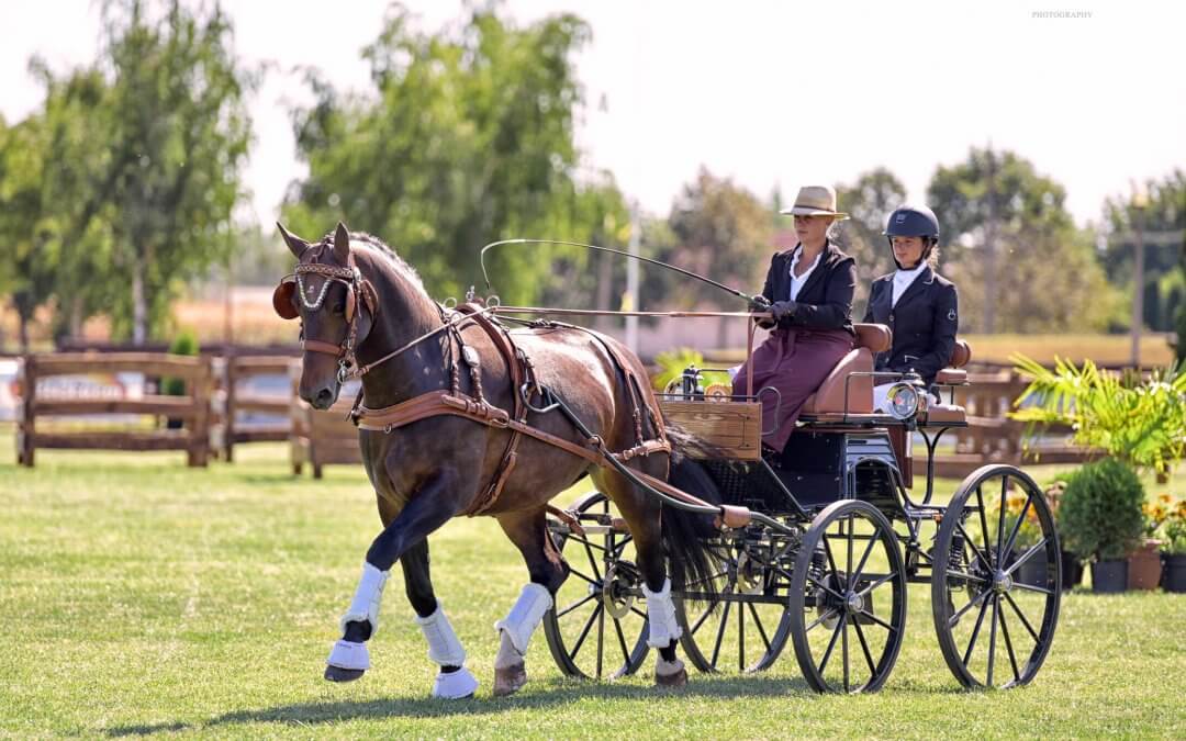 Holland, német, román lovak sikere az első napon