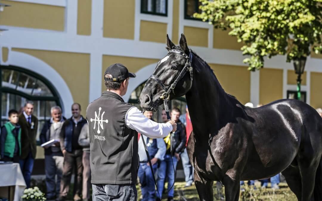 Az őshonos fajtáink sikerei