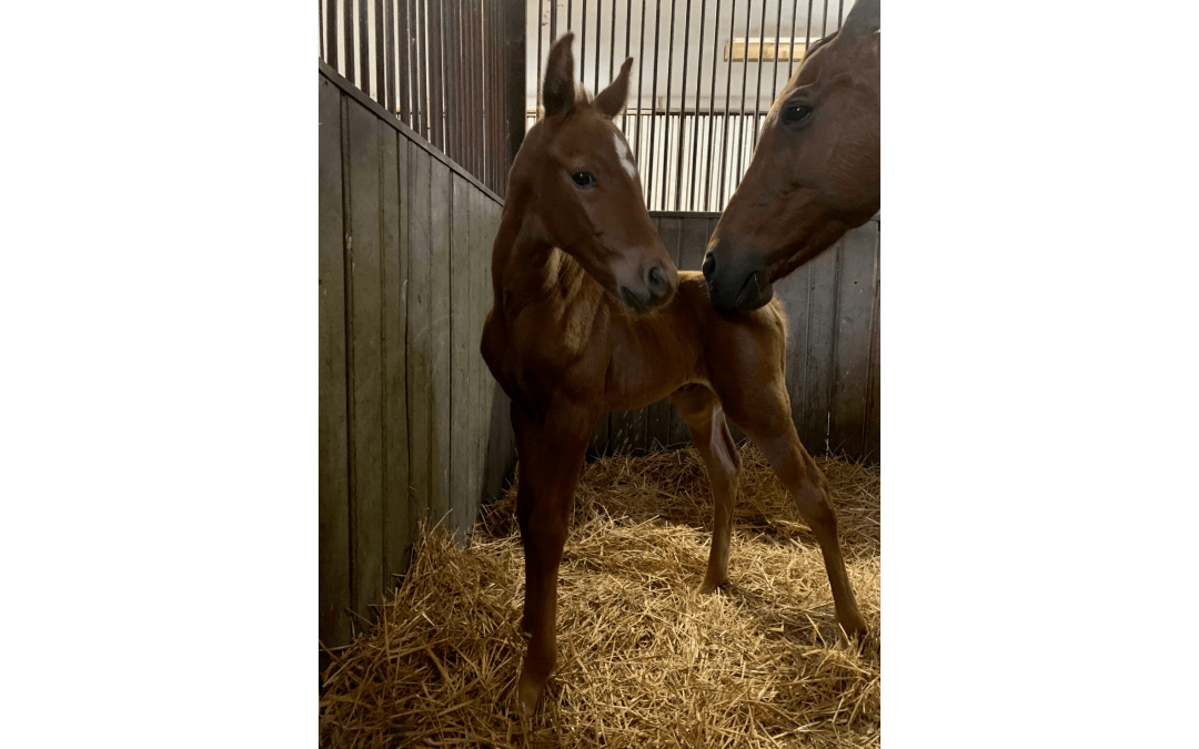 Megszületett az idei első kiscsikó