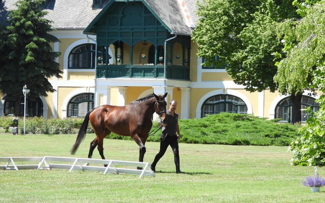 Az MSLT házi szemléje