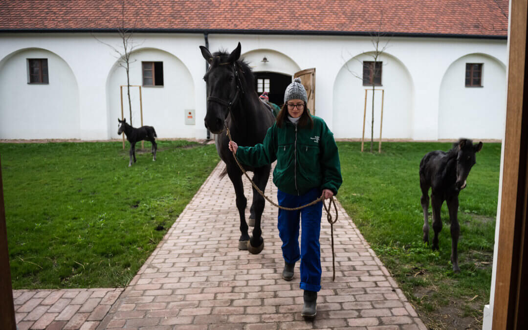 Megkezdődött az állatorvostan hallgatók hetesi gyakorlata